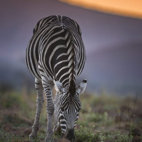 A zebra grazing in the beautiful light of the sunset.