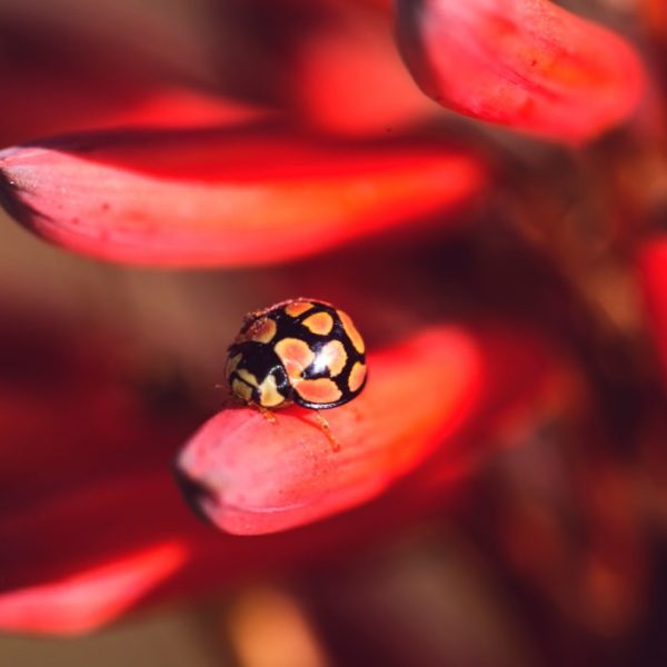 Ladybug