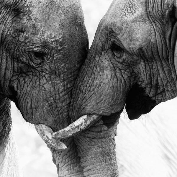 Two male Elephants having a friendly argument in Etosha National Park, Namibia