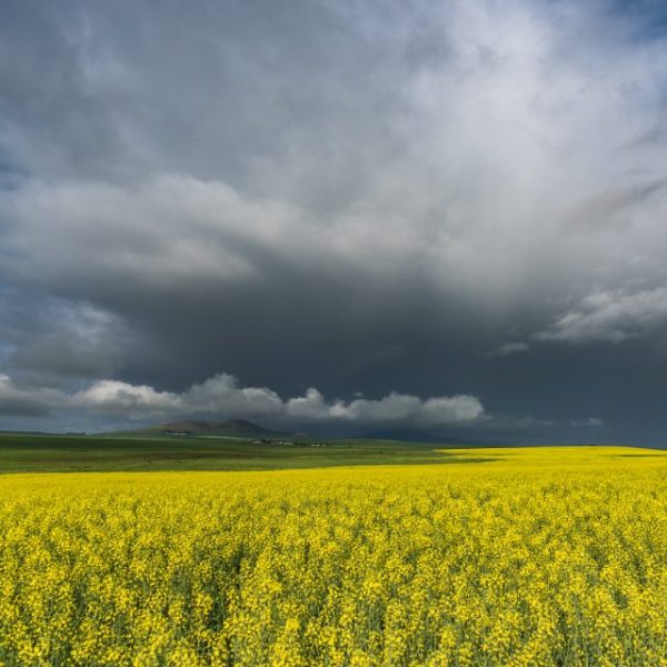 Canola Fields