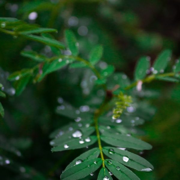 Forest 2