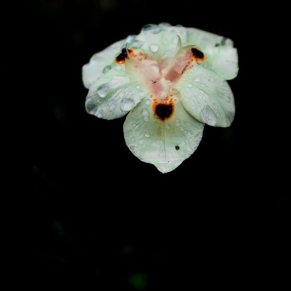 Out from the darkness