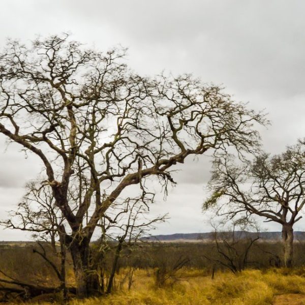 Nature organises itself