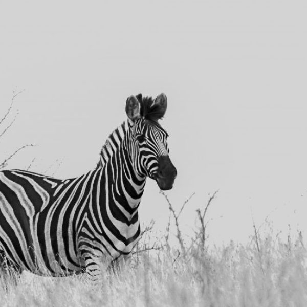Zebra Art | Kruger National Park