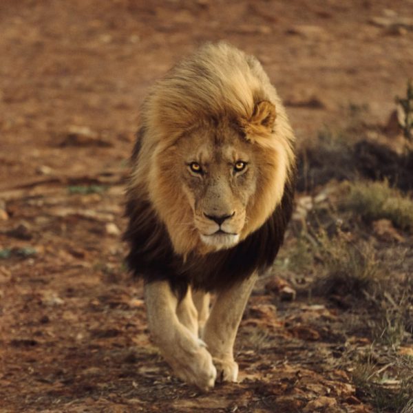 Face to Face with a Male Lion