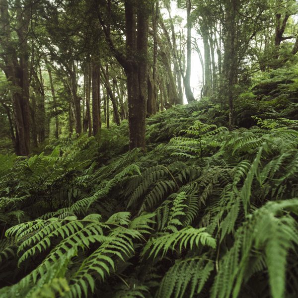 Misty Fern Forest, Saint Helena Island