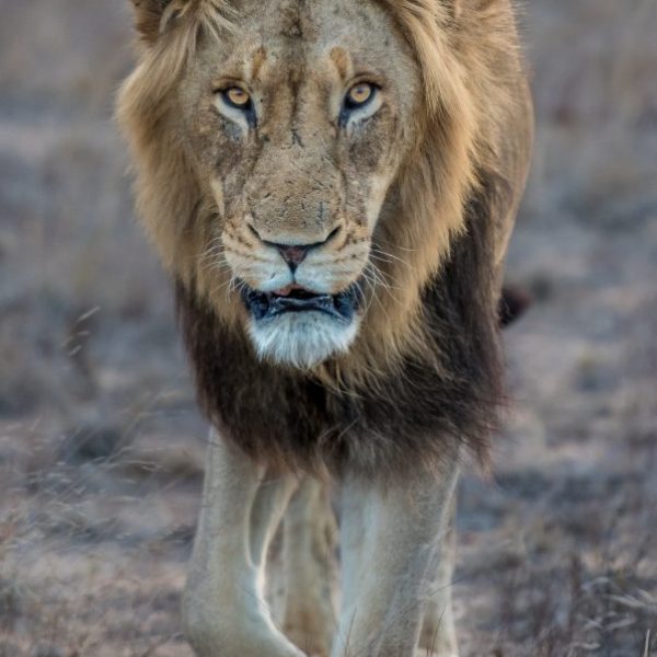 Nothing beats the stare down of a Lion walking straight towards you