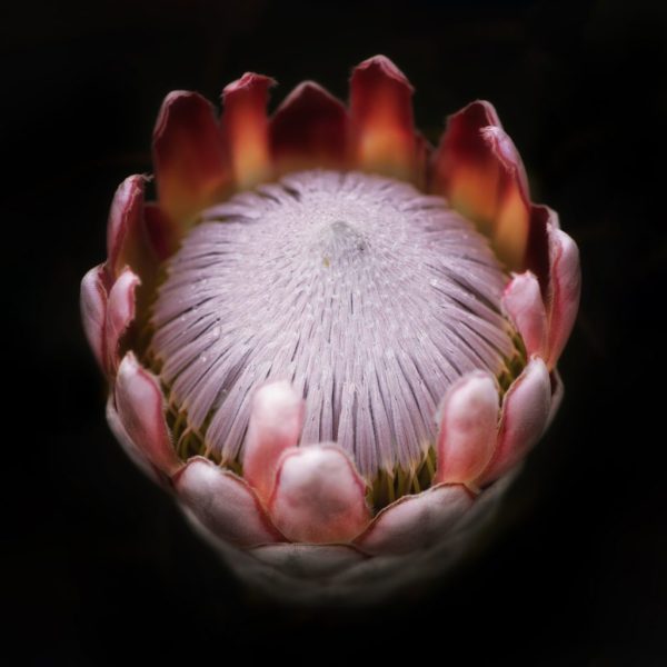 King Protea - South African National Flower
