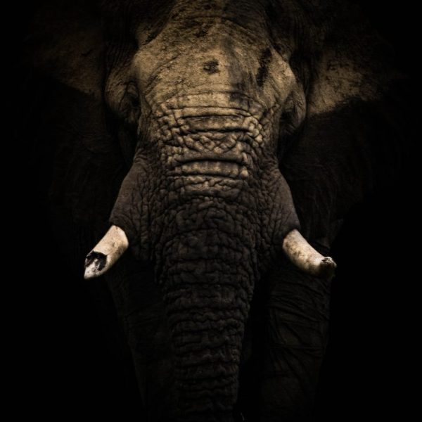 Living amongst giants