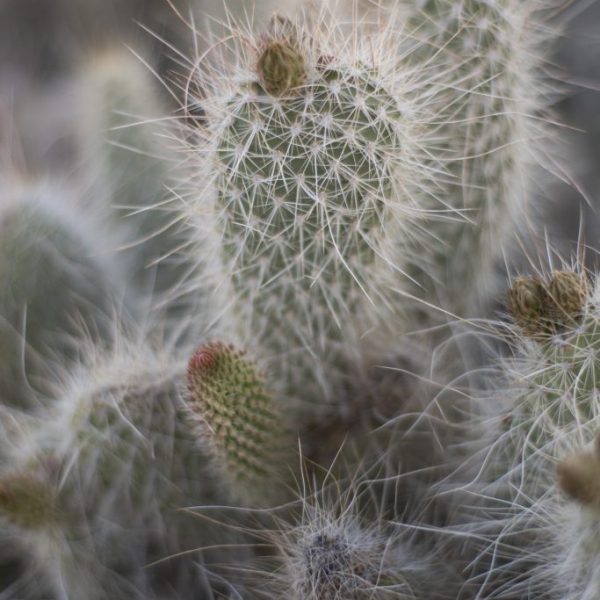 Cactus Landscape