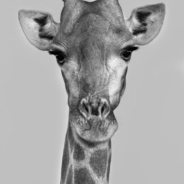Giraffa camelopardalis