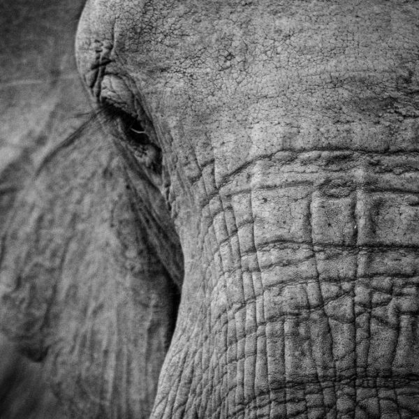 Elephant Black and White