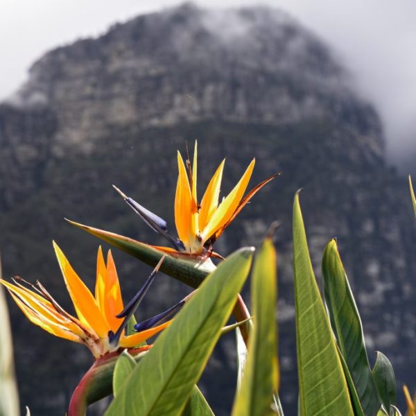 Magic Lives Within The Wild