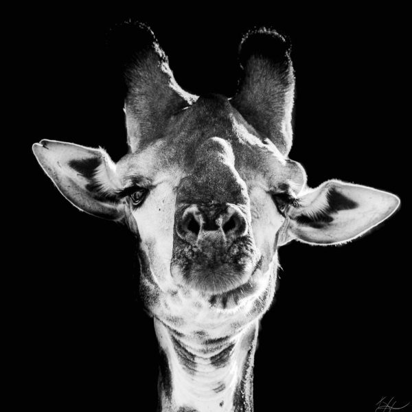 A close up of a giraffe bull who became quite inquisitive of the camera. 
