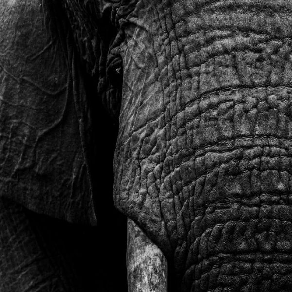 A bull elephant slowly approaches, giving us time to appreciate the textures of his skin and tusk. 