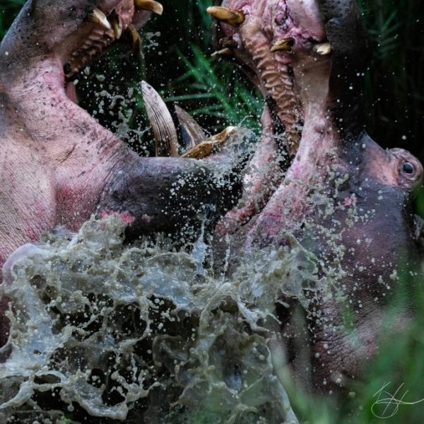 A territorial dispute between two male hippos. 