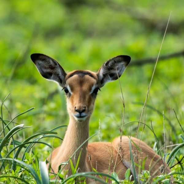 Impala lamb