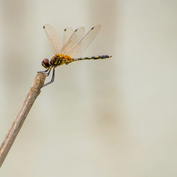 I am the little king