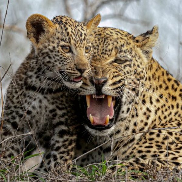 A mothers love knows no bounds