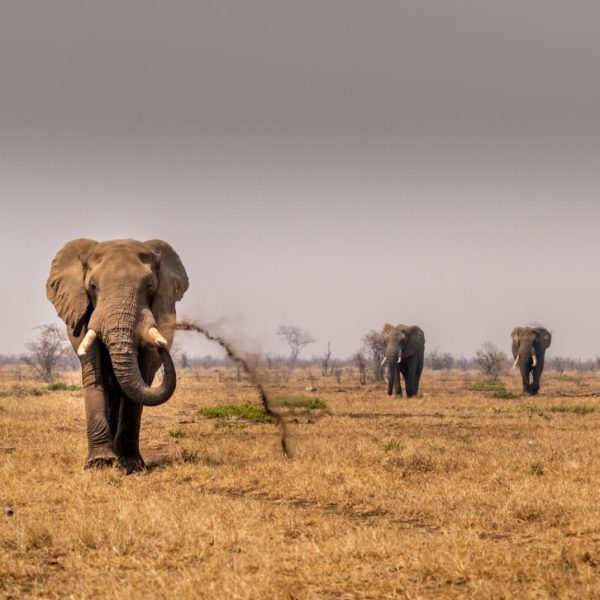 Elephants marching towards water on a hot day in Kruger national Park.