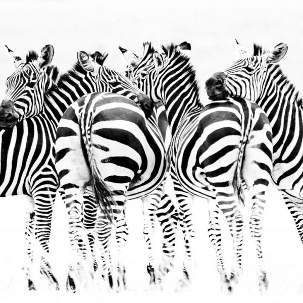 Group of Zebra resting on one-another in Akagera National Park, Rwanda.