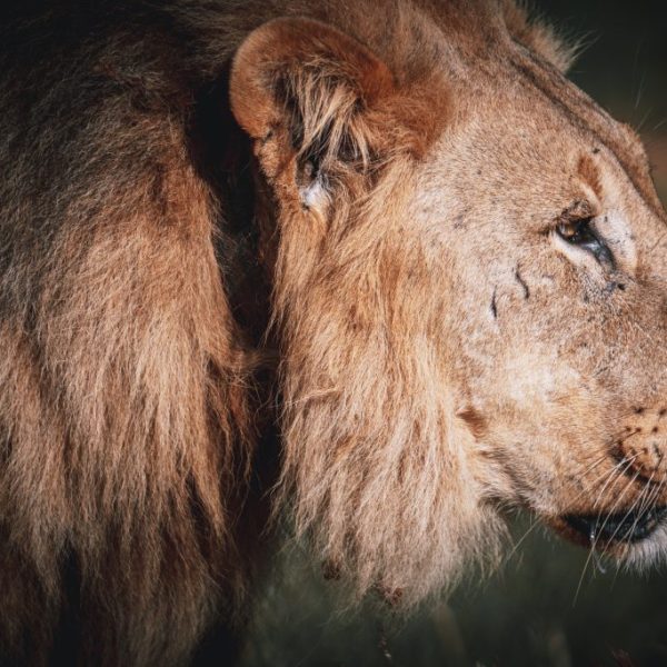 Lion in Erindi Private Game Reserve