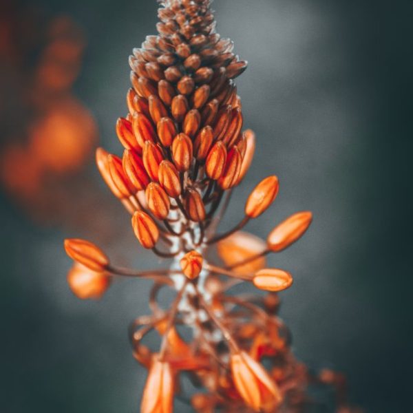 Macro-Aloe Flower