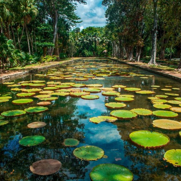Mauritius - Botanical Garden