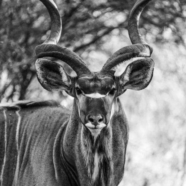 Majestic Kudu