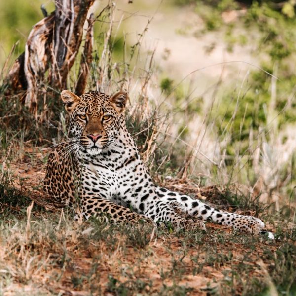 Leopard photographed at The Kruger National Park in South Africa.