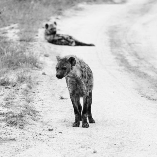 Black and white hyena