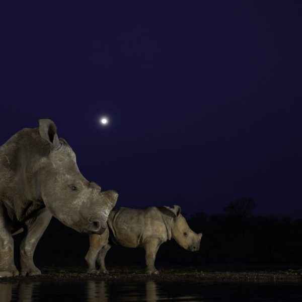 Moonlight Rhino