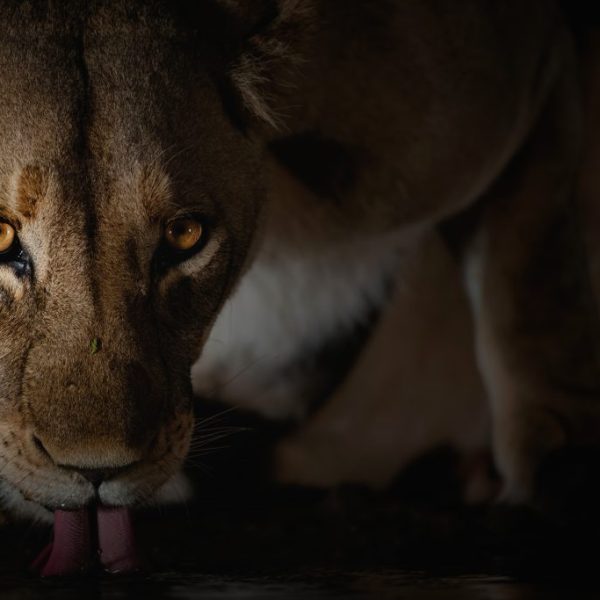 The Queen of the Darkness