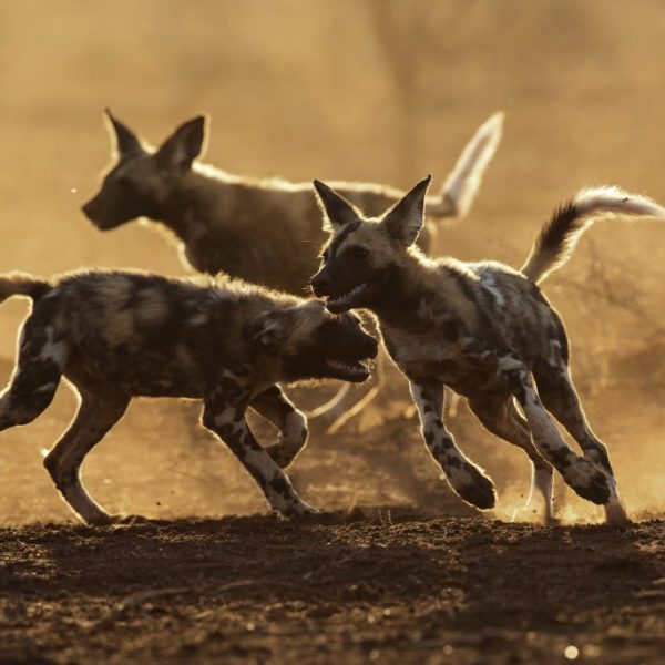 Wild Dog Pup Chase
