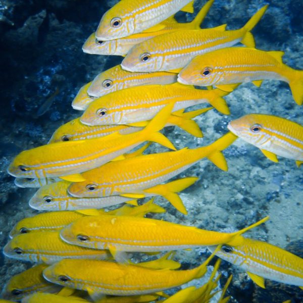 Schooling Fish