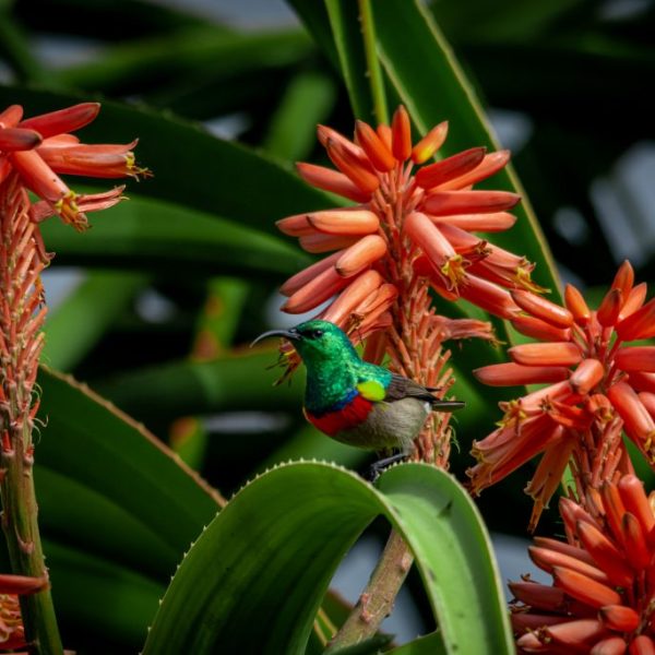 Sunbird & the flowers