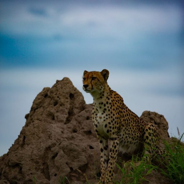 Prince of the Plains