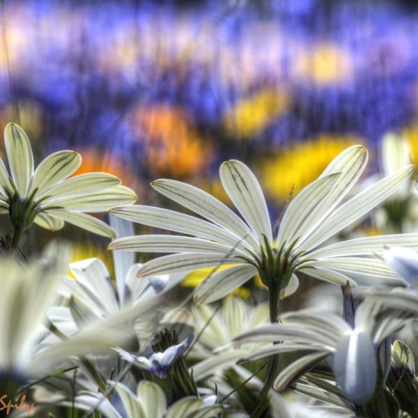 Biedouw valley flowers