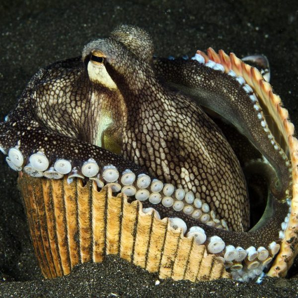 Coconut octopus