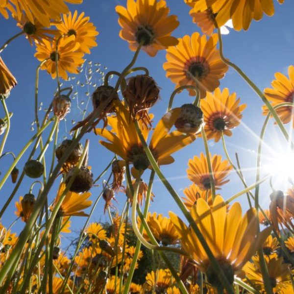 Field of Daisies