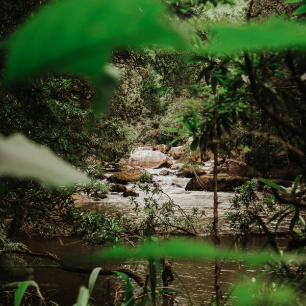 IT'S A JUNGLE OUT THERE