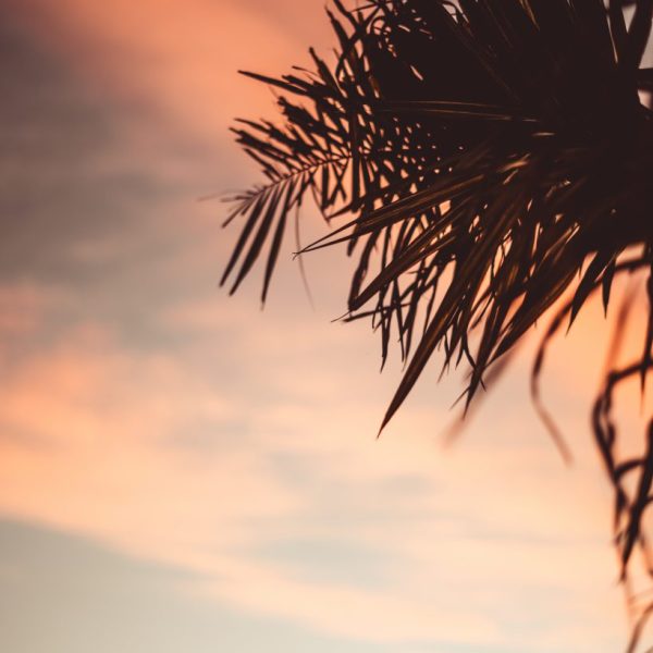 CANDYFLOSS PALMS 3/3