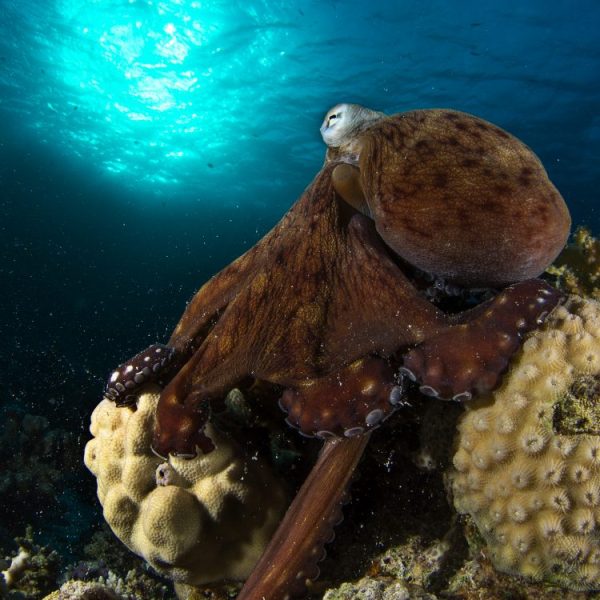 Friendly octopus