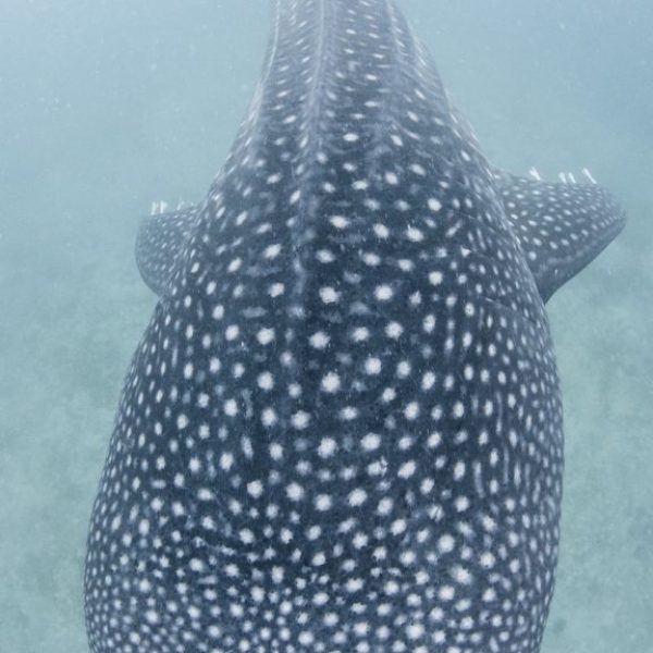 Whale Shark