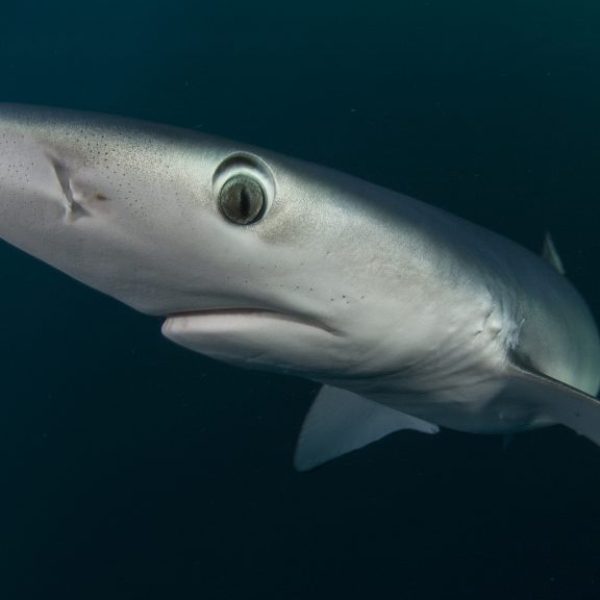 Blue Shark Up Close