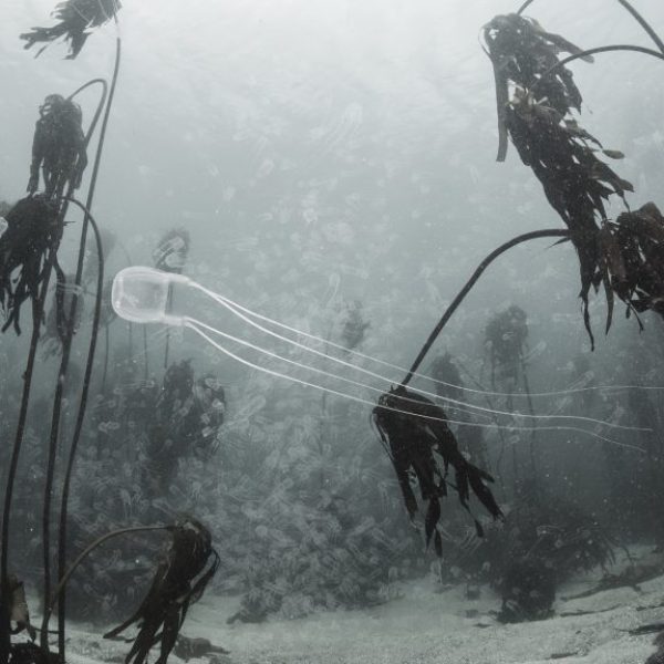 Jellyfish in Kelp Forest