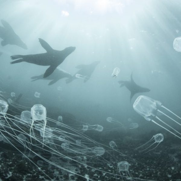 Cape Fur Seal with Jelly Fish