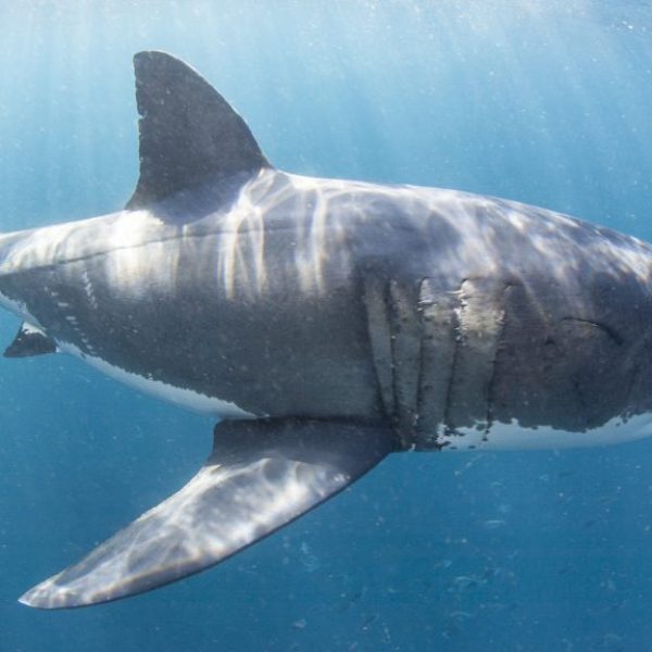 Great White Shark