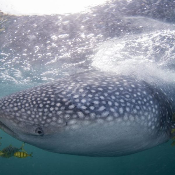 Whale Shark Feeding