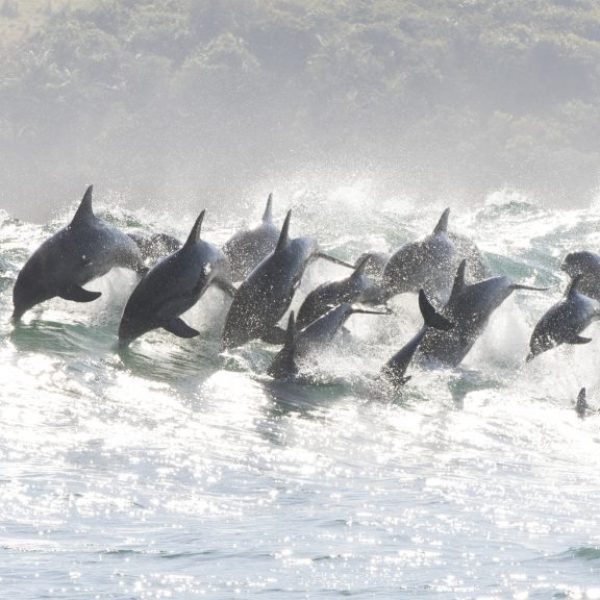 Pod of Dolphins